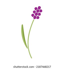 Sprig Lavender On White Background Flat Stock Vector (Royalty Free ...