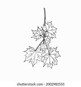 Sprig of maple leaves hand drawn vector illustration. Thanksgiving, autumn season, Canada outline symbol close up. Forest flora, herbarium monochrome drawing element isolated on white background