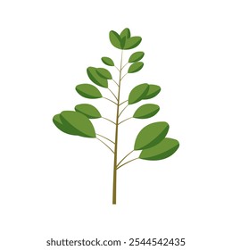 A sprig of marjoram. Part of my color flat set of 15 best herbs for cooking. Greenery on a white. Herbs for meat, fish, drinks and cocktails. Used dev, app, design, web, ui, advertising.Vector 10 EPS