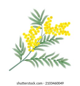 Mimosa-Sprotte mit gelben Blumen, Vektorgrafik