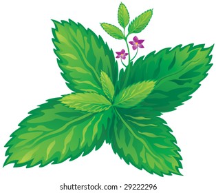 Sprig of mint