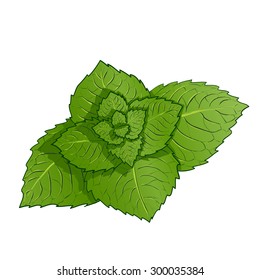 Sprig of mint. Isolated on white background. Stock Vector.