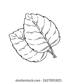 Sprig of mint leaves vector illustration. Fresh leaves. Etching of kitchen plant for aromatherapy or cooking. Outline drawing of medical herb by black ink in linear style. 