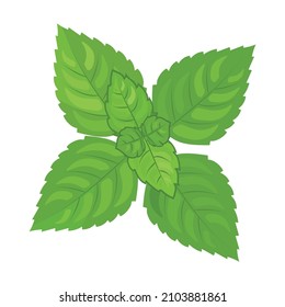 Sprig of mint on isolated background - vector image