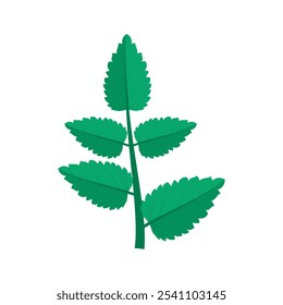 A sprig of mint. Part of my color flat set of 15 best herbs for cooking. Greenery on a white. Herbs for meat, fish, drinks and cocktails. Used dev, app, design, web, ui, advertising.Vector 10 EPS