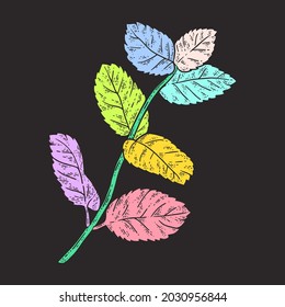 Sprig of mint. Sketch color. Black background.
