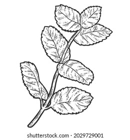 Sprig of mint. Sketch scratch board imitation coloring.
