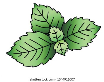 A sprig of mint with small young leaves. Mint leaves - vector full color element. Green leaflets.