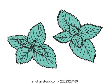 Sprig of mint, spice, fragrant herbs - vector illustration in cartoon style. Set of objects isolated on white background. Vector isolated icons.