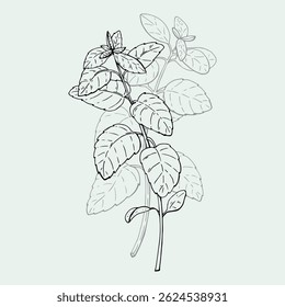 Sprig of mint vector illustration. Etching of kitchen plant for aromatherapy or cooking. Outline drawing of medical herb by black ink in linear style. 