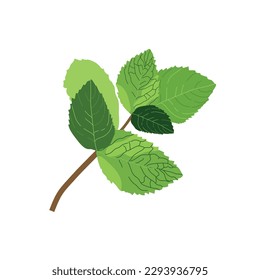 Sprig of mint. Vector illustration of fresh mint. Isolated illustration of mint leaf icon on white background.