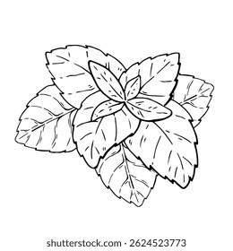 Sprig of mint vector illustration. Fresh leaves. Etching of kitchen plant for aromatherapy or cooking. Outline drawing of medical herb by black ink in linear style. 