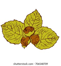 A sprig of nuts with hazelnuts in retro styles painted by hand
