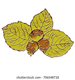 A sprig of nuts with hazelnuts in retro styles painted by hand
