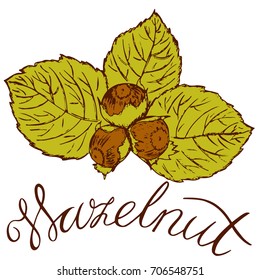 A sprig of nuts with hazelnuts in retro styles painted by hand
