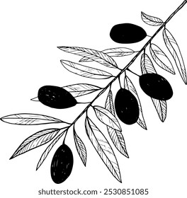 a sprig of an olive tree. sketch of black olives with leaves
