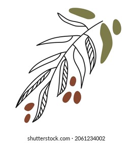 Sprig of olives isolated on white background. Linear art, earth colors. Hand drawn sketch. Vector illustration.