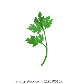 Sprig of parsley with bright green aromatic leaves. Natural ingredient for flavoring dishes. Flat vector icon