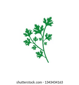 Sprig of parsley. Cooking ingredient. Vector illustration.