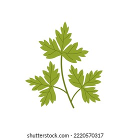 Sprig of parsley with green leaves. Natural ingredient for flavoring dishes. Flat vector illustration.