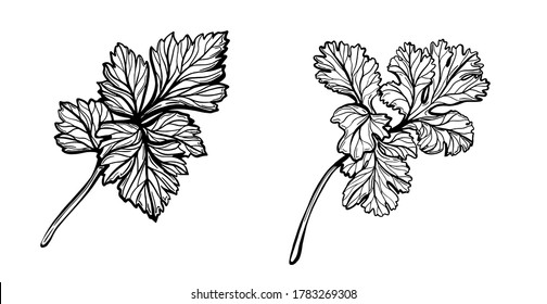  A sprig of parsley isolated on a white background. Parsley is a herb for a healthy diet. Spicy aromatic spice