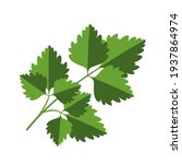 sprig of parsley, simple flat green leaves