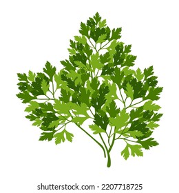 Sprig of parsley. Vector image isolated on white background