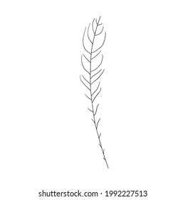 Un brote de una planta. Elemento vector para el diseño.