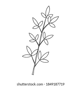 A sprig of plants with leaves on the stem. Botanical decorative element. Simple black and white vector illustration drawn by hand, isolated on a white background