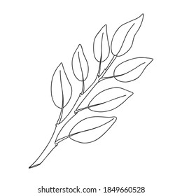 Eine Pflanze mit Blättern auf dem Stamm. Botanisches Dekorationselement. Einfache, von Hand gezeichnete schwarz-weiße Vektorgrafik einzeln auf weißem Hintergrund
