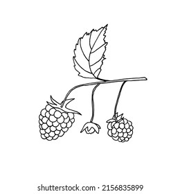 Sprig of raspberries with berries and leaves. Vector contour illustration of a shrub on a white background.