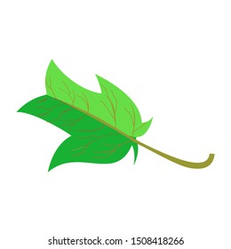 a sprig of realistic green leaves on a white background. illustration vector