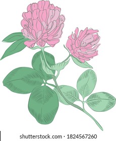 Sprig of red  clover on white background. 
Vector illustration