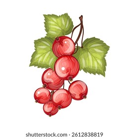 
A sprig of red currant. Isolate on white background.