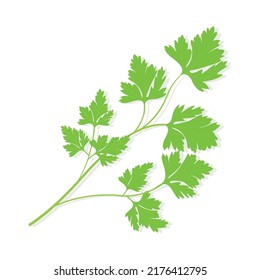 Sprig of ripe green herb seasoning parsley. Vector isolated illustration.