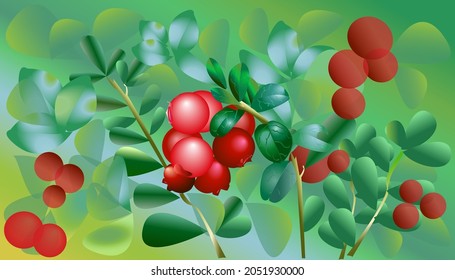 a sprig of ripe lingonberries. Background for web
