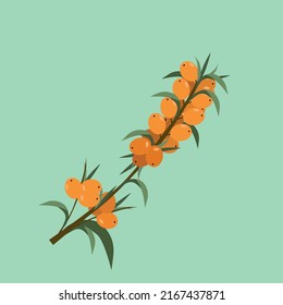 Sprig of ripe sea buckthorn in flat style. Vector graphics.