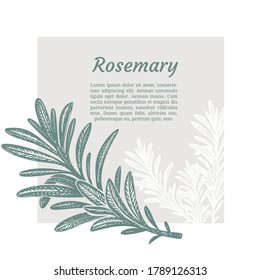 Sprig of rosemary. Design template. Vector illustration. Retro style.