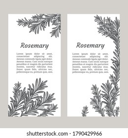 Sprig of rosemary. Design template. Vector illustration. Retro style.