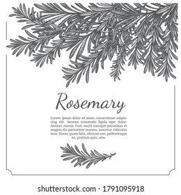 Sprig of rosemary. Design template. Vector illustration. Retro style.