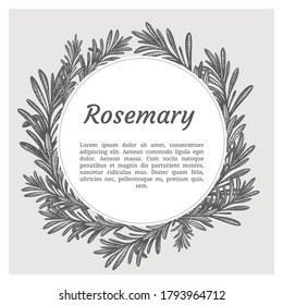 Sprig of rosemary. Design template. Vector illustration. Retro style.