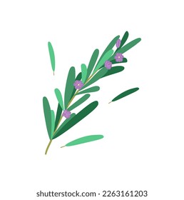 sprig of rosemary hand drawing nature