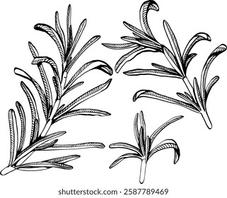 A sprig of rosemary with leaves on the stem. Simple black and white vector EPS 10 illustration drawn by hand, isolated on a white background. The best for design element, logo, menu, label, icon