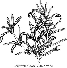A sprig of rosemary with leaves on the stem. Simple black and white vector EPS 10 illustration drawn by hand, isolated on a white background. The best for design element, logo, menu, label, icon