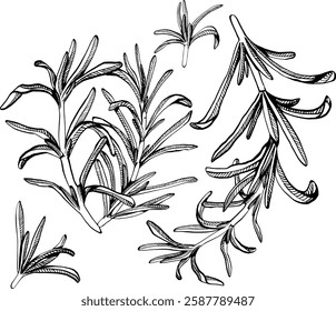 A sprig of rosemary with leaves on the stem. Simple black and white vector EPS 10 illustration drawn by hand, isolated on a white background. The best for design element, logo, menu, label, icon