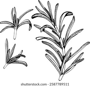 A sprig of rosemary with leaves on the stem. Simple black and white vector EPS 10 illustration drawn by hand, isolated on a white background. The best for design element, logo, menu, label, icon