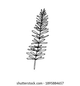 A sprig of rosemary, vector illustration, hand drawing sketch