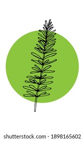 A sprig of rosemary, vector illustration, hand drawing sketch, green