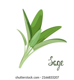 A sprig of sage on a white background. Herbs.
