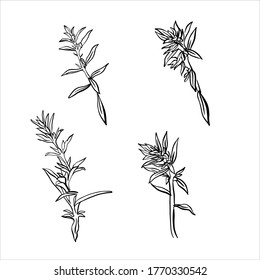 A sprig of savory isolated on a white background. French herbs. Flavorful seasonings and spices. Hand-drawn vector illustration